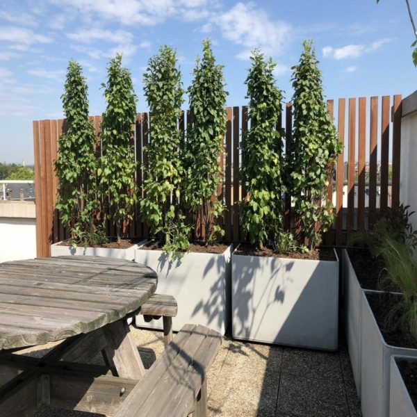 Balcoon grande terrasse paysagiste strasbourg brise vent