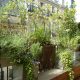Balcoon paysagiste balcon filant paris 16 occultation vegetale arceaux metalliques grimpantes