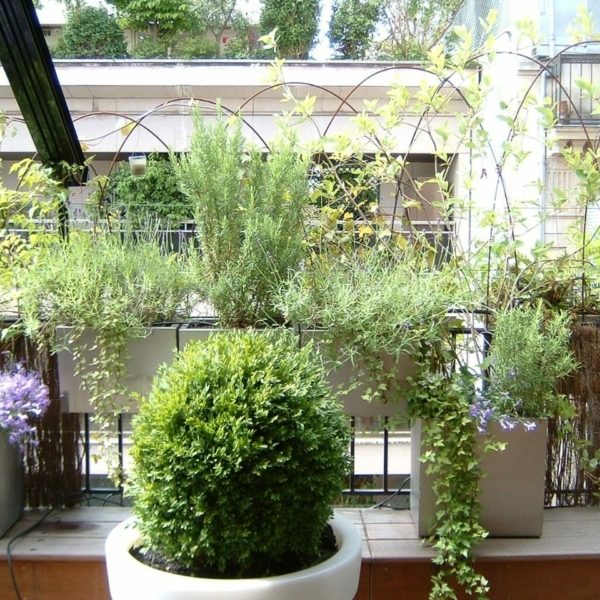 Balcoon paysagiste balcon parisien paris 16 ecran leger champetre