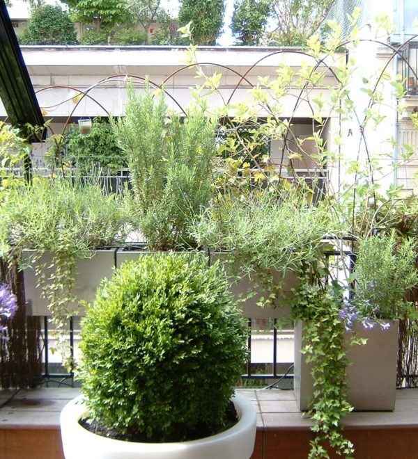 Balcoon paysagiste balcon parisien paris 16 ecran leger champetre