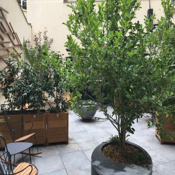 Balcoon paysagiste cour immeuble paris 8 banc zinc ovale plante domani