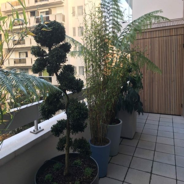 Balcoon paysagiste grand balcon paris arbre en nuage