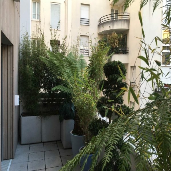 Balcoon paysagiste grand balcon paris fougere arborescente