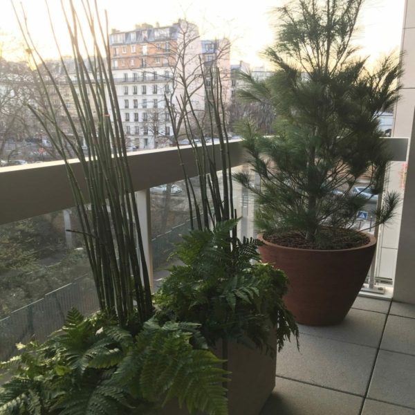 Balcoon paysagiste grand balcon paris prele conifere pots