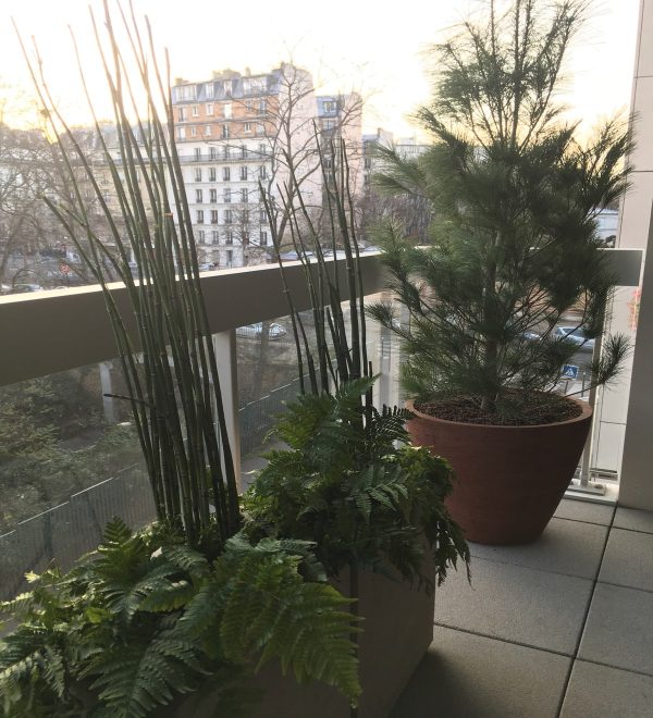 Balcoon paysagiste grand balcon paris prele conifere pots