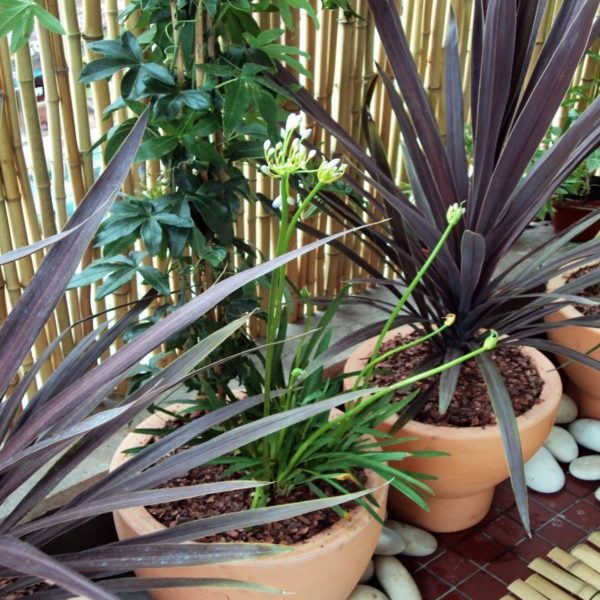 Balcoon paysagiste petit balcon boulogne phormium