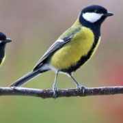 Mésanges Terrasses et jardins, l'agence immobilière des biens avec mésanges charbonnières