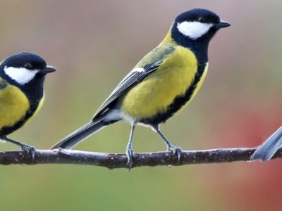 Terrasses et jardins, l'agence immobilière des biens avec mésanges charbonnières