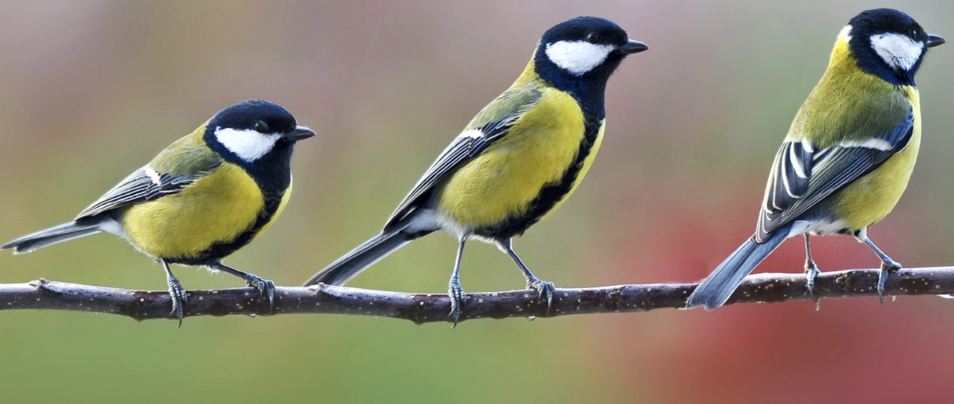 Notre partenaire : terrasses et jardins, l'agence immobiliere qu'aiment les mésanges 1 Terrasses et jardins, l'agence immobilière des biens avec mésanges charbonnières